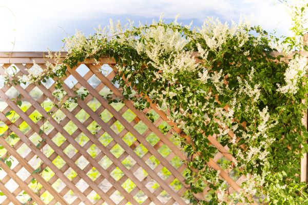 Lattice Repair in Snellville