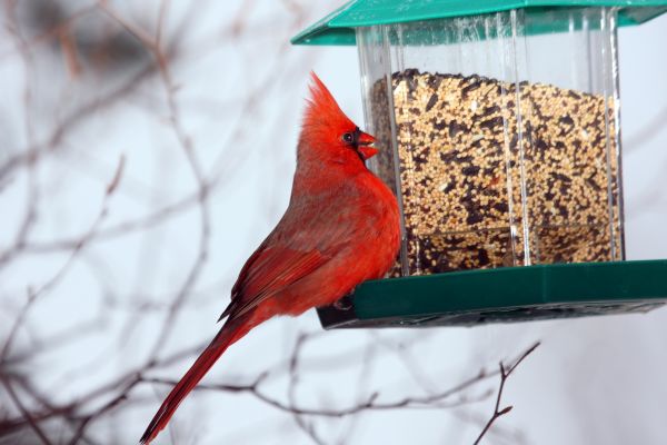 Cost of Bird Feeder Hanging in Snellville